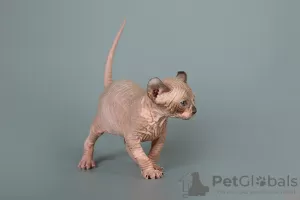 Photo №2 to announcement № 9998 for the sale of sphynx-katze - buy in United States from nursery, breeder