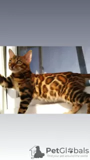 Additional photos: bengal kittens