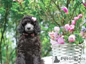 Photo №4. I will sell poodle (royal) in the city of Лович. private announcement, from nursery - price - 2113$