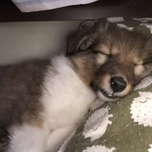 Additional photos: Shetland Shepherd Dog Puppy