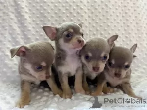 Photo №1. chihuahua - for sale in the city of Paris | negotiated | Announcement № 36289