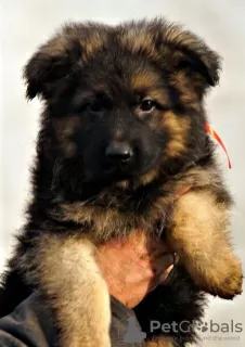 Photo №3. Gorgeous long-haired German Shepherd puppies.. United States