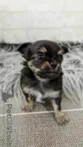 Additional photos: Chihuahua puppies from kennel