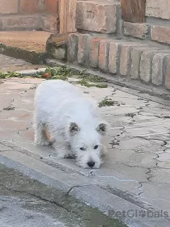 Photo №3. West Highland White Terrier - Westie. Serbia