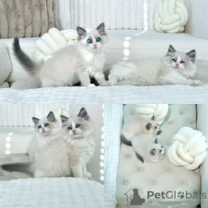 Photo №4. I will sell persian cat in the city of Saratov. private announcement - price - 329$