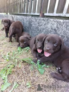 Additional photos: Labrador Retriever, chocolate brown litter