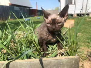 Photo №1. devon rex - for sale in the city of Moscow | 162$ | Announcement № 2175