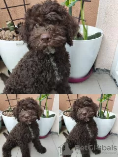 Additional photos: Lagotto Romagnolo puppies for sale