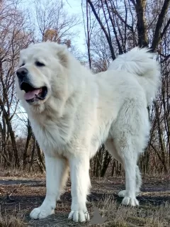 Photo №1. Mating service - breed: caucasian shepherd dog. Price - 300$