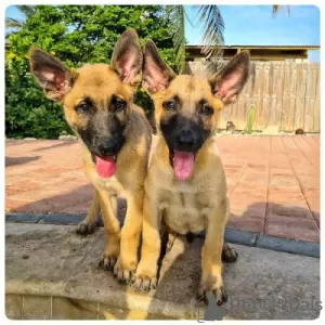 Photo №1. malinois - for sale in the city of Warsaw | negotiated | Announcement № 108316