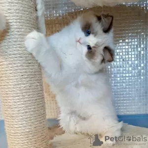 Photo №3. fully socialized Ragdoll kittens. Belgium