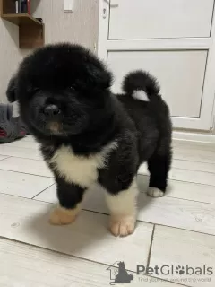 Photo №3. American Akita fluffy girl for sale. Ukraine