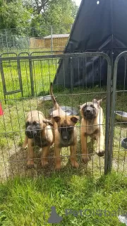 Photo №3. Belgian malinois x german shepherd. Bulgaria