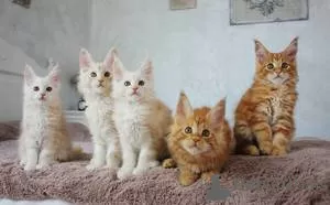 Photo №2 to announcement № 129243 for the sale of maine coon - buy in Switzerland breeder