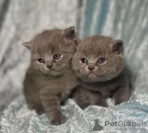 Photo №1. british shorthair - for sale in the city of Oyster Bay | 250$ | Announcement № 102291