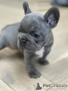 Additional photos: French Bulldog puppies