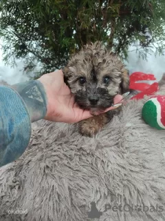 Photo №1. poodle (toy) - for sale in the city of Tallinn | 792$ | Announcement № 35332