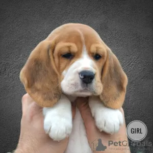 Photo №3. Beagle puppies from the kennel, actual litter. Belarus