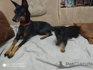 Additional photos: Miniature pinscher puppies for sale