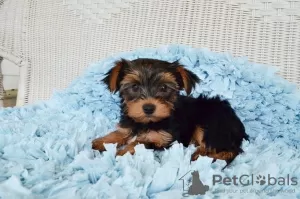 Photo №3. Stunning Yorkshire Terrier puppies. United Kingdom