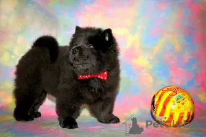 Photo №1. chow chow - for sale in the city of Москва | 507$ | Announcement № 8037