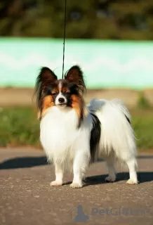 Additional photos: Papillon puppies