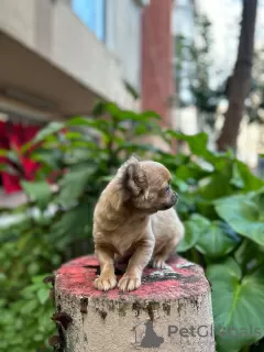 Additional photos: Selling three Chihuahua boys with official documents and vaccinated