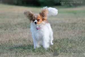 Photo №3. Papillon, bred bitch. Belarus