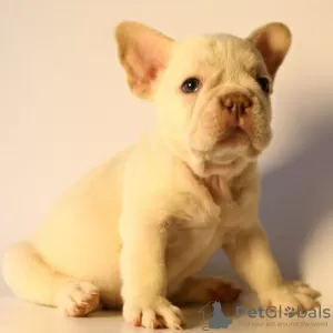 Additional photos: Fluffy French bulldog puppies