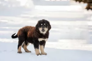 Additional photos: Hotosho / Buryat-Mongol Wolfhound puppies from the best representatives of the