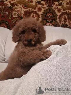 Additional photos: Toy poodle puppies boys and girls with pedigree