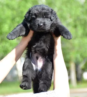 Additional photos: puppies German long-haired shepherd-boys and girls KSU / FCI, 33 days, book