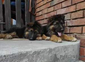 Photo №1. german shepherd - for sale in the city of Krakow | 845$ | Announcement № 52772