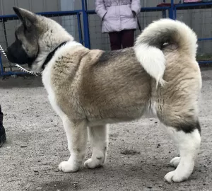 Additional photos: American Akita puppies, 2 boys and 1 girl