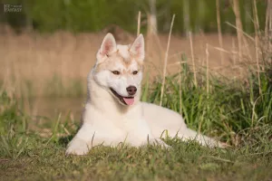 Additional photos: For sale a very beautiful bred girl of the SIBERIAN HUSKEY