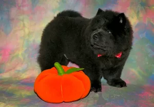 Additional photos: Chow Chow puppies