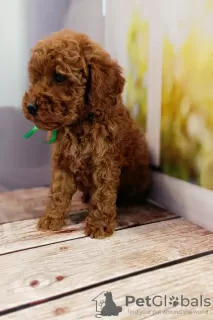 Additional photos: Rkf mini toy poodle puppies