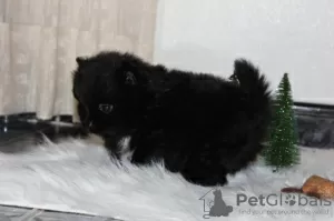 Photo №1. pomeranian - for sale in the city of Leverkusen | negotiated | Announcement № 130430