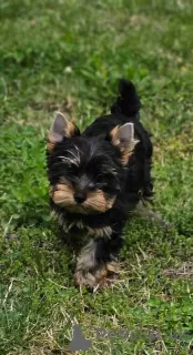 Photo №2 to announcement № 109098 for the sale of yorkshire terrier - buy in Germany private announcement, breeder