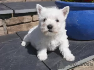 Photo №3. Stunning West Highland Terrier puppies. Lithuania