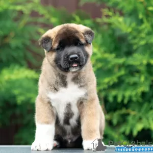 Additional photos: American Akita Puppies