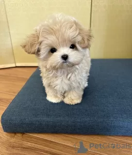 Photo №3. Teacup Poodle Puppies Available Male And Female. Puerto Rico