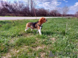 Additional photos: beagle