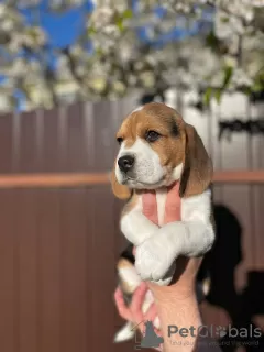 Additional photos: Adorable beagle puppy looking for his home and the most affectionate cuddles!