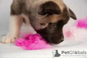 Additional photos: Breeding nursery offers puppies of different breeds