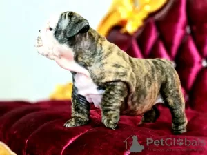 Additional photos: English bulldog babies