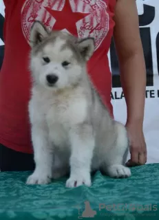 Photo №1. alaskan malamute - for sale in the city of Uzdin | negotiated | Announcement № 105071