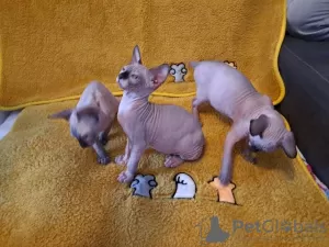 Photo №2 to announcement № 129954 for the sale of sphynx-katze - buy in Germany private announcement