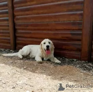 Additional photos: Golden Retriever puppies