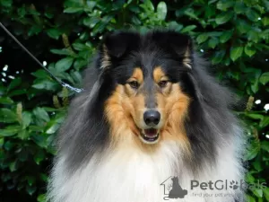 Additional photos: Rough Collie puppies